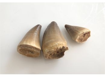 (C-24) THREE MOSASAUR TEETH - MARINE REPTILE - MOROCCO- CRETACEOUS - 65 MIL. YEARS OLD - 1.25'