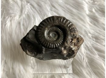 (B-21) HILDOCERUS - AMMONITE FOSSIL -YORKSHIRE, ENGLAND.-JURASSIC, 170 MILL. YRS.- 4.75' BY 3