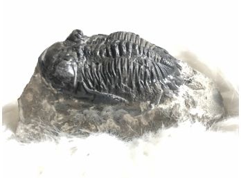 (B-14) TRILOBITE FOSSIL - ODONTOCHILES SPINIFERUM - DEVONIAN, 350 MIL. YRS.-  3' BY 2'