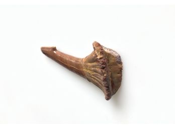 (C-16) SAWFISH ROSTRAL TOOTH - ONCHOPRISTUS NUMIDUS - MOROCCO - CRETACEOUS - 140 MIL. YRS. - 1.75'