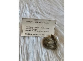 (B-4) DIACALYMENE  CLAVICULAR -(CAMPBELL) TRILOBITE FOSSIL - OKLAHOMA - SILURIAN PERIOD - 1' BY 1.75'