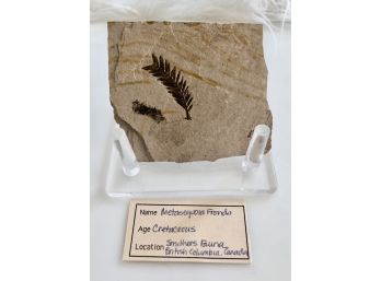 (C-32) METASEQUOIA FRONDS FOSSIL - BRITISH COLUMBIA, CANADA - CRETACEOUS - 140 MIL. YEARS OLD -  3.5'