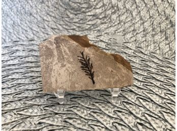 (A-38) METASEQUOIA LEAF FOSSIL - REDWOOD - B.C. CANADA. - EOCENE 55 MIL. YRS. - 3' BY 1.5