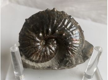 (B-52) AMMONITE -HOPLOSCAPHITES - FOX HILLS, S. DAKOTA - LATE CRETACOUS 70 MIL. YRS.- 2' BY 3'