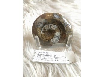 (B-5) POLISHED AMMONITE FOSSIL SPECIMEN- 390 MIL. YRS. Atlas Mountains MOROCCO-DEVONIAN PERIOD 3.75' BY 2.75'