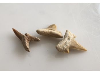 (C-23) THREE EXTINCT SHARK TEETH - LAMNA - MOROCCO- CRETACEOUS - 65 MIL. YEARS OLD - 1'