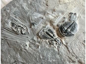 (B-3) TRILOBITE (ELRATHIA KINGI) FOSSIL - DELTA, UTAH- ORDOVICIAN PERIOD - 4' BY 4.5'