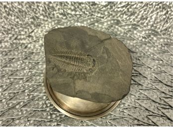 (A-5 )TRIARTHRUS BECKI TRILOBITE FOSSIL - 450 MIL. YRS. UTICA FM. N.Y. - ORDOVICAN PERIOD 2.5' BY 2.75'