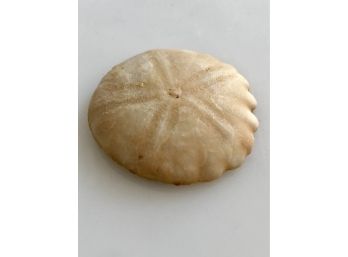 (C-41) SEA URCHIN - ROTULOIDEA FIMBRIATUM - CAP RHIR, MOROCCO  - PLIOCENE- 5 MIL. YEARS OLD - 1.5'