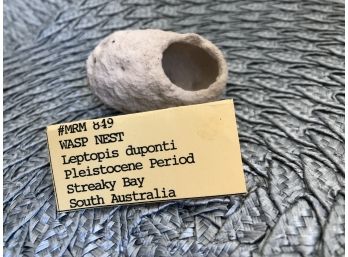 (A-16) LEPTOPIS DUPONTI - WASP NEST - STREAKY BAY, S. AUSTRALIA- PLEISTOCENE- 5 MIL. YRS.-OLD - 2.5' LONG