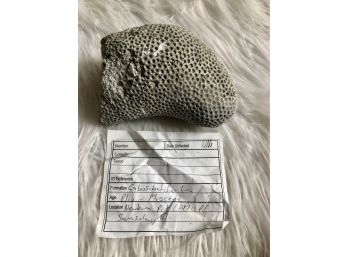 (B-9) CORAL FOSSIL - MIOCENE,  20 MIL. YRS. -CALOOSAHATCHEE, NEWBURN PIT SARASOTA FLORIDA - 6' BY 3.5