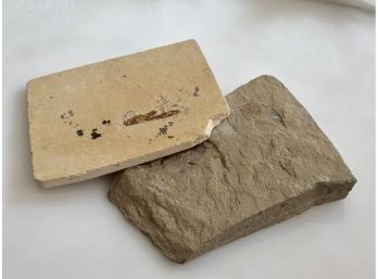 (C-36) TWO INSECT FOSSILS - CEARA, BRAZIL. -SANTANA FORMATION - CRETACEOUS - 70  MIL. YEARS OLD -  3.5' BY 3'