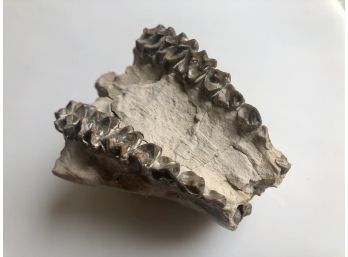 (B-58) ALLIGATOR TEETH -SKULL - BARTOW, FLORIDA - MIOCENE- 15 MIL. YRS.- 3' BY 3.5'