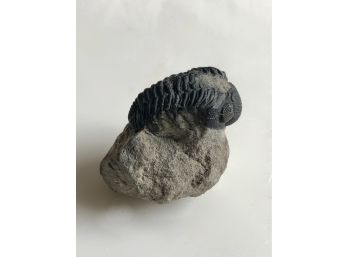 (C-9) TRILOBITE FOSSIL - PHACOPS REDOPS - ALNIF, MOROCCO - DEVONIAN- 375 MIL. YRS.- 2.5'