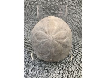 (A-29) CLYPEASTER TAVANI- ECHINOID - SEA URCHIN -CARIA, ITALY - MIOCENE, 23 MIL. YRS. - 5' BY 3'