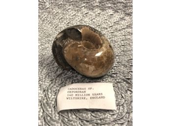 (A-1) CADOCERAS AMMONITE SP. OXFORDRAN  FOSSILIZED SHELL - 140 MIL.YEARS OLD - WILTSHIRE, ENGLAND -3' WIDE