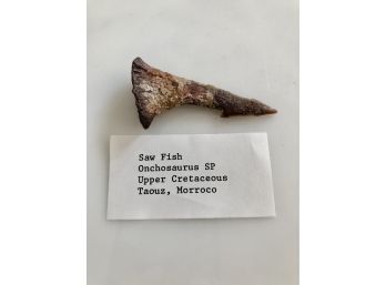 (C-40) SAW FISH TOOTH - ONCHOSAURUS- TAOUZ, MOROCCO  - UPPER CRETACEOUS - 140 MIL. YEARS OLD - 2.75'