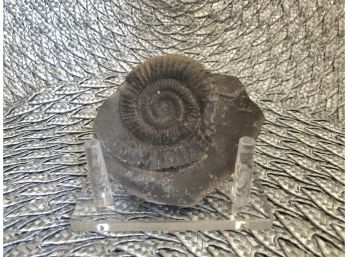 (A-18) AMMONITE FOSSIL - LEMUROCERAS - MAHAJANGA, MADAGASCAR - UPPER CRETACEOUS, 112 MIL. YRS.-OLD - 3' LONG