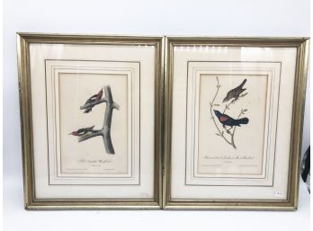 (144) PAIR OF ANTIQUE J.J. AUDUBON HAND COLORED LITHOS FROM 1844 'BIRDS OF AMERICA' BOOK - 15' X 12' EACH