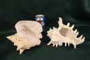 Large Shells, Starfish And Glass Fish  (20)