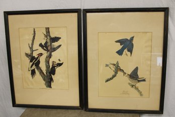 Pair Audubon Framed Prints, Bluebird & Ivory Billed Woodpecker, 23x30' (141)