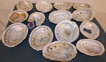 Group Of 14 Large Abalone Shells  (345)