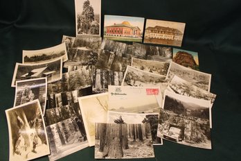 30 Postcards & A Few Photos, Mostly Of Redwoods In Calif.  (412)