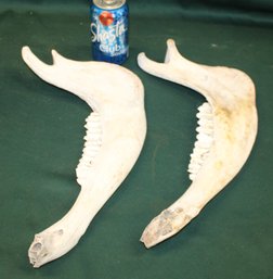 Bovine Jaw Bones W/teeth   (70)