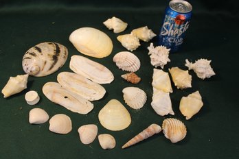 Assorted Shell Collection  (92)
