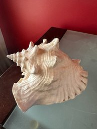 Conk Shell Natural Beach Decor