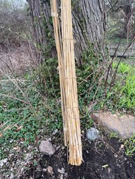 Large Bundle Of Bamboo