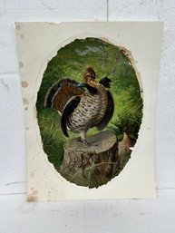 Ruffled Grouse Lithograph - See Photos For Condition