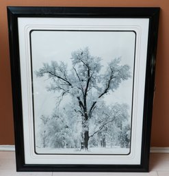 Ansel Adams 'Oak Tree' Photographic Print, Yosemite National Park-1948