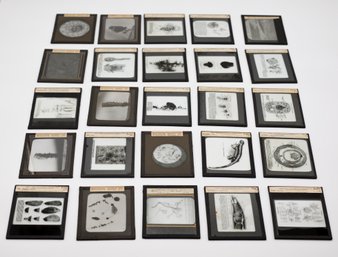 Collection Of Vintage Educational Glass Slides From New York Biological Laboratory - 25 Total