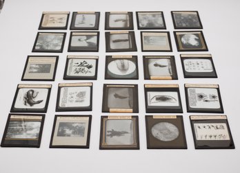 Collection Of Vintage Educational Glass Slides From New York Biological Laboratory - 25 Total