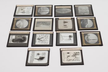 Collection Of Vintage Educational Glass Slides From New York Biological Laboratory - 14 Total