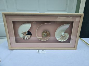 Lot 73 Nautilus Shells