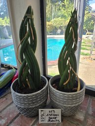 Lot 383 Pair Of Braided African Spear Cylindrical Snake Plant