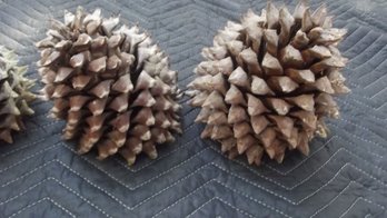 5 Deadly Widow Maker Pine Cones