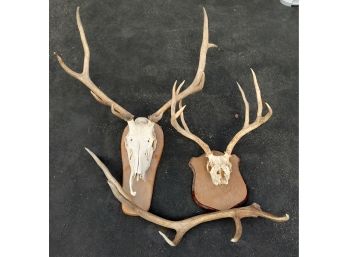 Antlers/Skulls