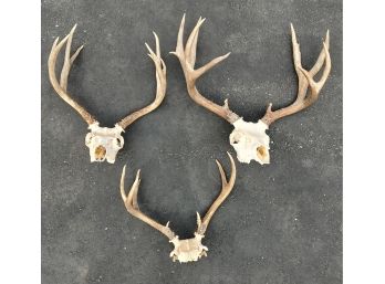 Antlers/Skulls