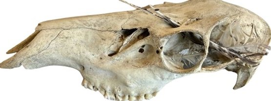 Deer Skull 18' Long