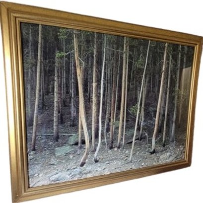 Framed Photograph Of Pines By Photographer JR Schnelzer. 39'x48.5'