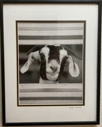 Framed Black And White Photograph Of Farm Goat Signed By Photographer Lisa Connell-11.5x14