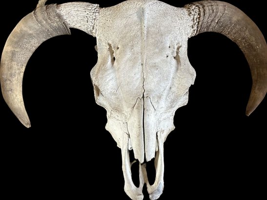 Large Skull With Horns - 17' Length