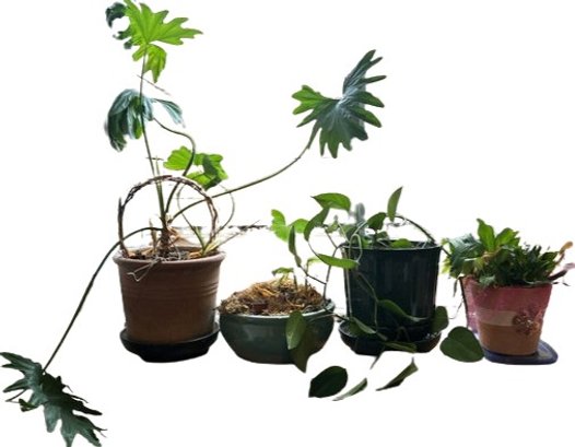 4 Plants In Pots