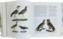 George Edward Lodge Unpublished Bird Paintings, Masterpieces Of Bird Art