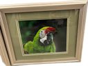 Pair Of Bird Pictures In Frames, 16.5x1x13.5