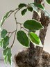 Decorative Atteria Plants In A Rattan Pot - 25x75