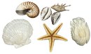 Variety Of Beautiful Sea Shells & Starfish- Largest Is 7x8'